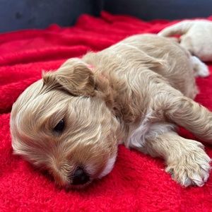 Meet your Posher, Louise